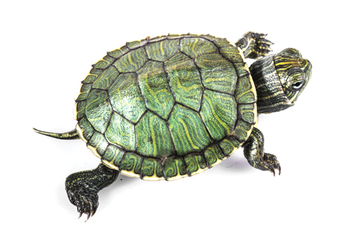 Boudreaux's Turtle Farm, Inc. | Ponchatoula, Louisiana 70454 > Turtle ...